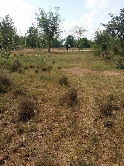 ขายที่ดินมีโฉนด 3.5 ไร่ ติดถนน 4 เลน (เจ้าของขายเอง) รูปที่ 2