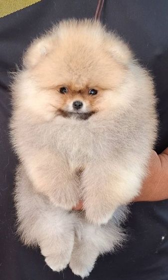 ลูกปอมพร้อมย้ายบ้านจ้า รูปที่ 4