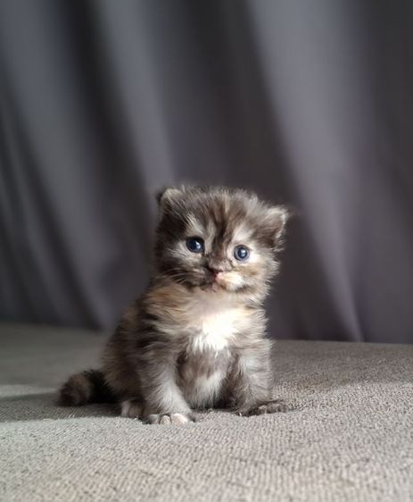 สาวน้อยสีสามสีกระดองเต่าหาบ้านเบาๆ รูปที่ 4