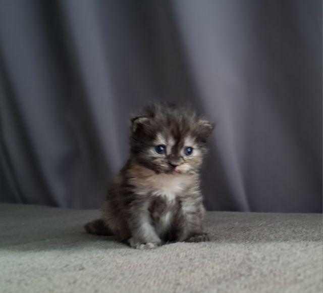 สาวน้อยสีสามสีกระดองเต่าหาบ้านเบาๆ รูปที่ 14