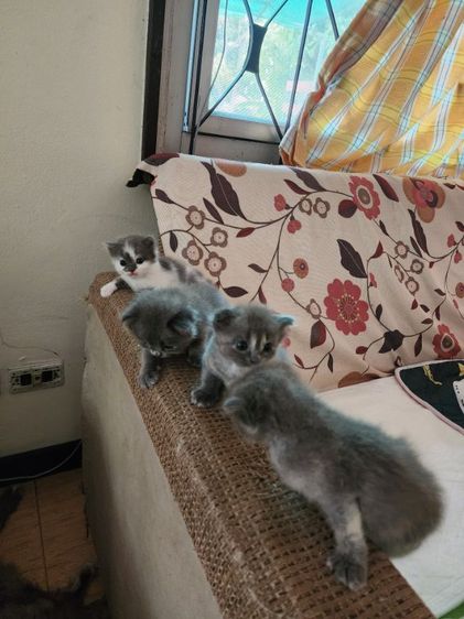 จองก่อนได้ก่อน รูปที่ 2