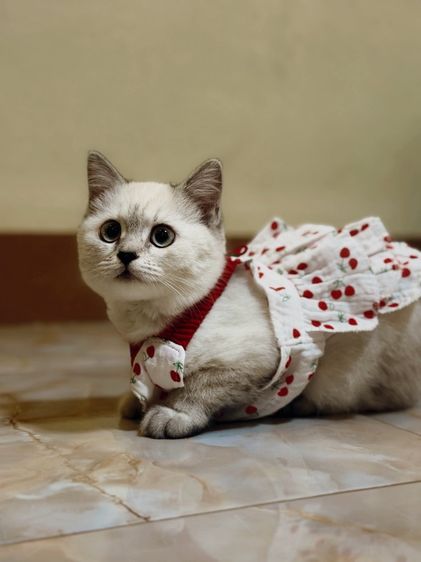 น้องแมวสก็อตติช รูปที่ 5