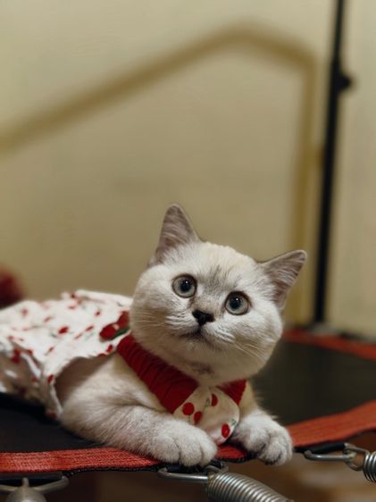 น้องแมวสก็อตติช รูปที่ 4