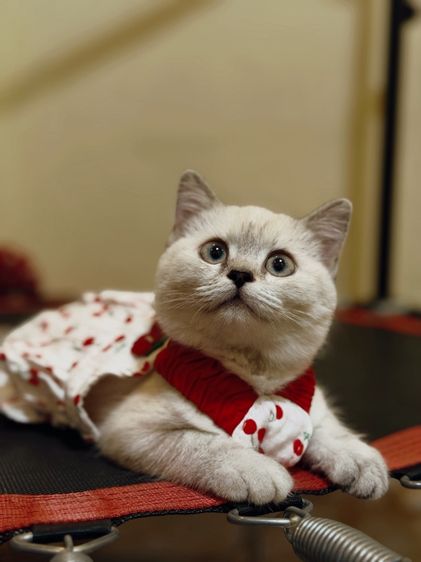 สก็อตติช โฟลด์ (Scottish Fold) น้องแมวสก็อตติช