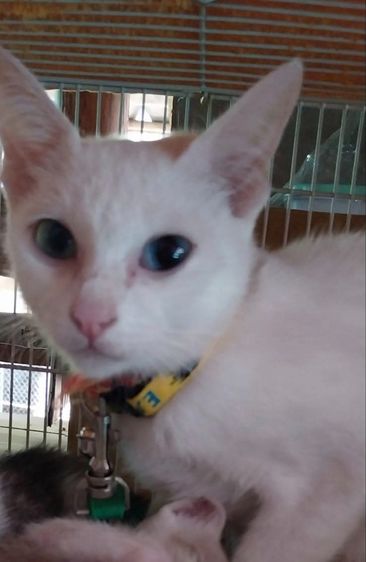 แมวขาวมณี