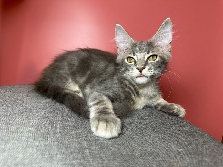 แมว Maine coon แท้ รูปที่ 5