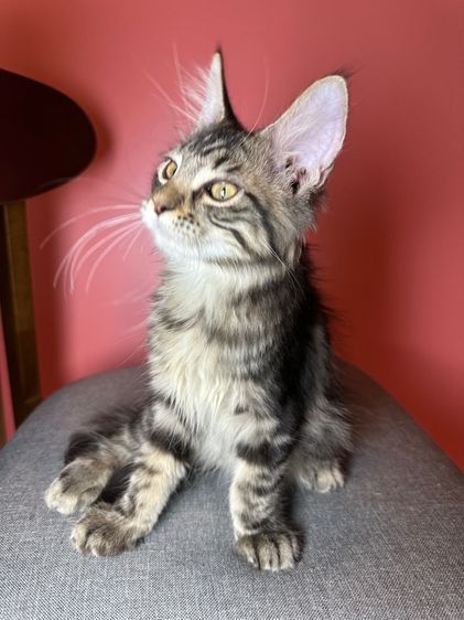 แมว Maine coon แท้ รูปที่ 8