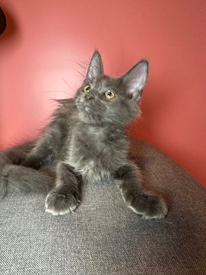 แมว Maine coon แท้ รูปที่ 3