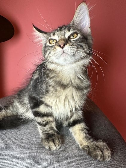 แมว Maine coon แท้ รูปที่ 10