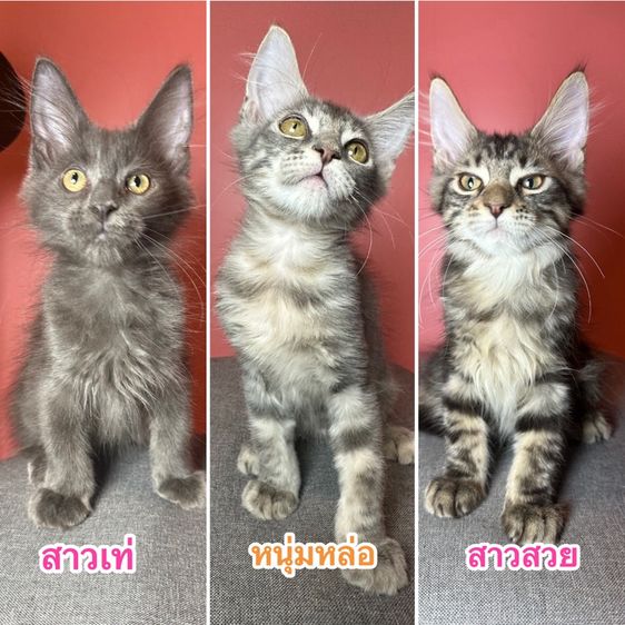 แมว Maine coon แท้