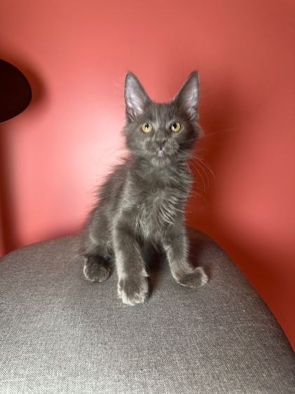 แมว Maine coon แท้ รูปที่ 2