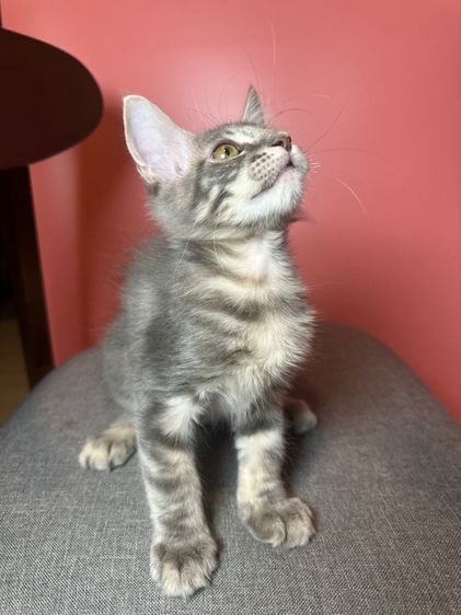 แมว Maine coon แท้ รูปที่ 7