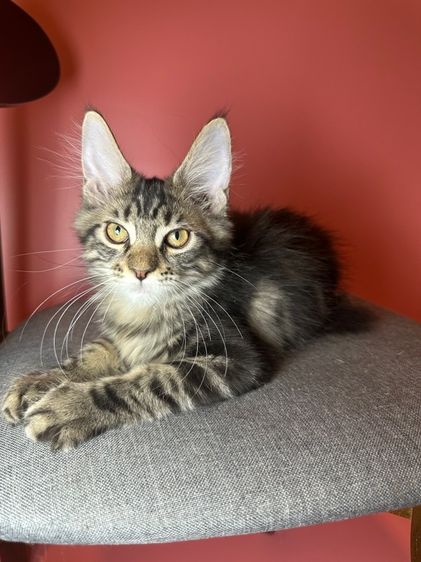 แมว Maine coon แท้ รูปที่ 9