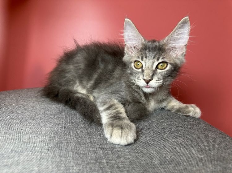 แมว Maine coon แท้ รูปที่ 6