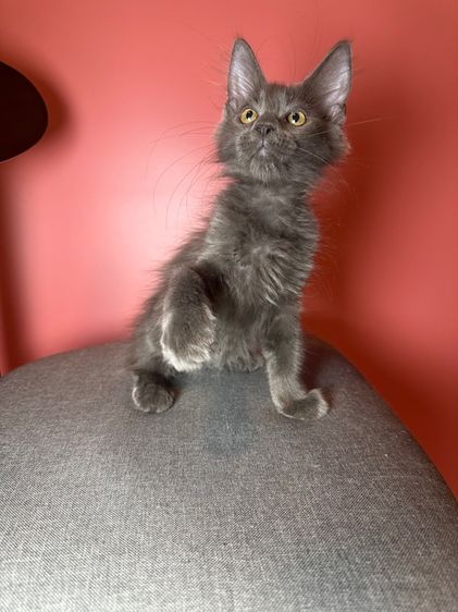 แมว Maine coon แท้ รูปที่ 4