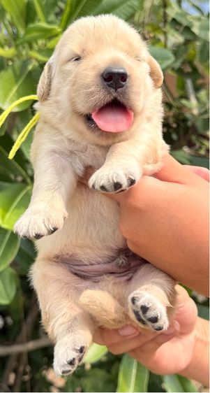 โกลเด้น รูปที่ 2