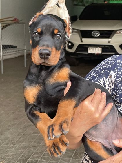 โดเบอร์แมน (Doberman) ใหญ่ โดเบอร์แมน สายยุโรป 