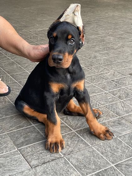 โดเบอร์แมน สายยุโรป  รูปที่ 7