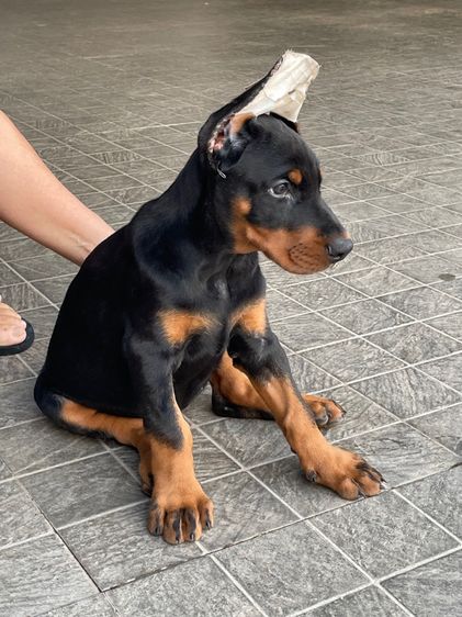 โดเบอร์แมน สายยุโรป  รูปที่ 5