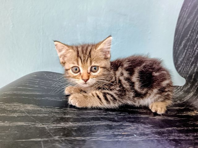 แมวอเมริกั​นช็อต​ผสม รูปที่ 3