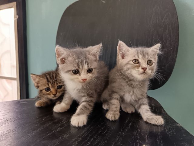 แมวอเมริกั​นช็อต​ผสม รูปที่ 2