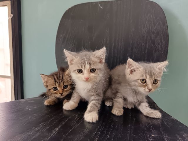 แมวอเมริกั​นช็อต​ผสม