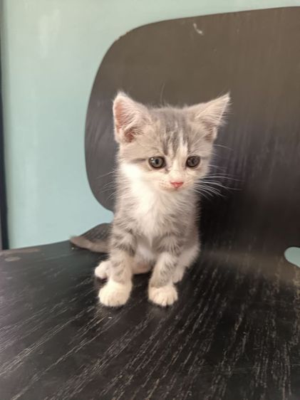 แมวอเมริกั​นช็อต​ผสม รูปที่ 5