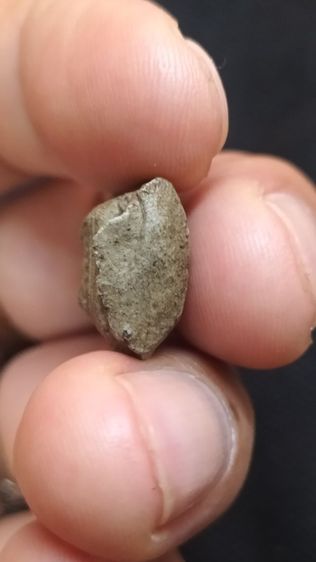 พระคงลำพูน รูปที่ 9