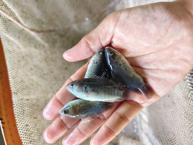 ลูกปลาน้ำจืด รูปที่ 8