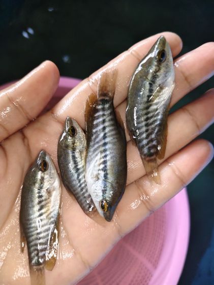 ลูกปลาน้ำจืด รูปที่ 3