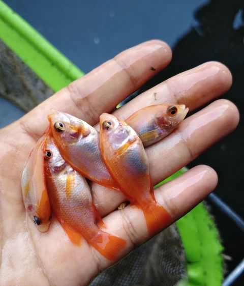 ลูกปลาน้ำจืด รูปที่ 2
