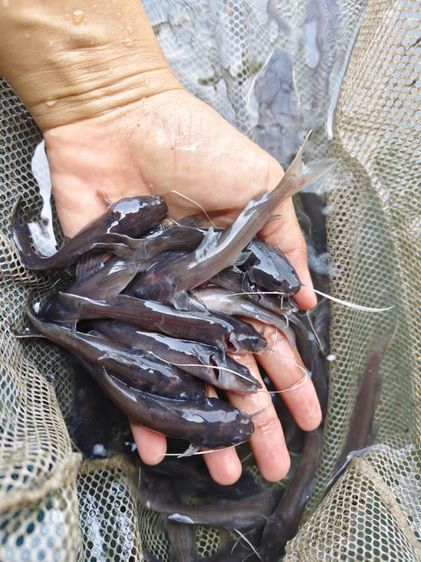 ลูกปลาน้ำจืด รูปที่ 6