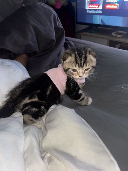 เด็กชายสก๊อตติชโฟลด์หูพับ รูปที่ 2