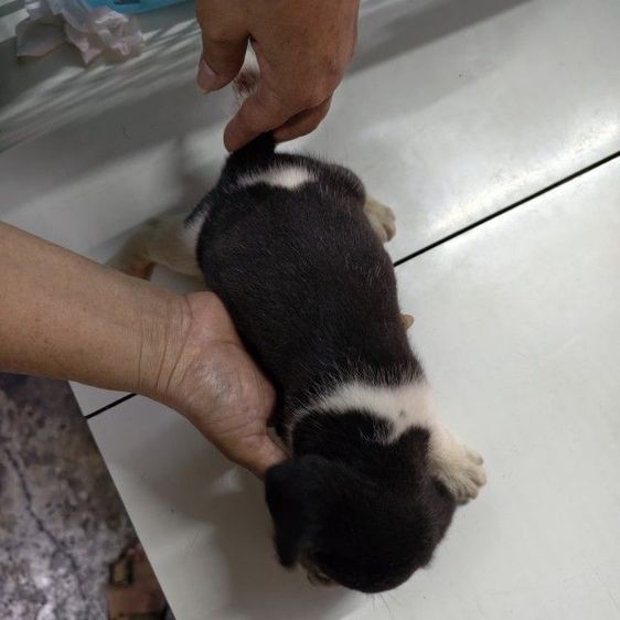 ลูกสุนัขบีเกิ้ล อายุ 1 เดือน เพศเมีย รูปที่ 2