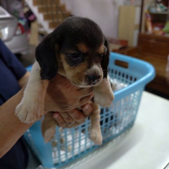 ลูกสุนัขบีเกิ้ล อายุ 1 เดือน เพศเมีย