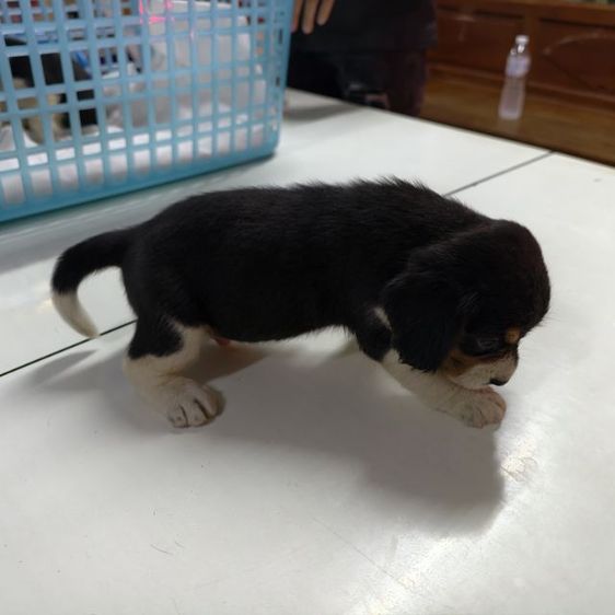 ลูกสุนัข บีเกิ้ล เพศผู้อายุ  เดือน รูปที่ 3