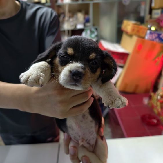 ลูกสุนัข บีเกิ้ล เพศผู้อายุ  เดือน