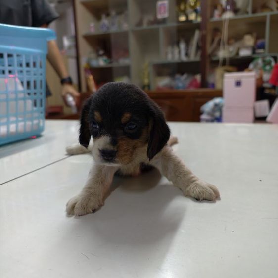 ลูกสุนัข บีเกิ้ล เพศผู้อายุ  เดือน รูปที่ 2