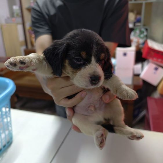 สูกสุนัขพันธุ์บีเกิ้ล เพศผู้อายุ 1เดือน