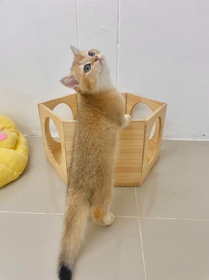 British Shothair Male 3 months รูปที่ 9