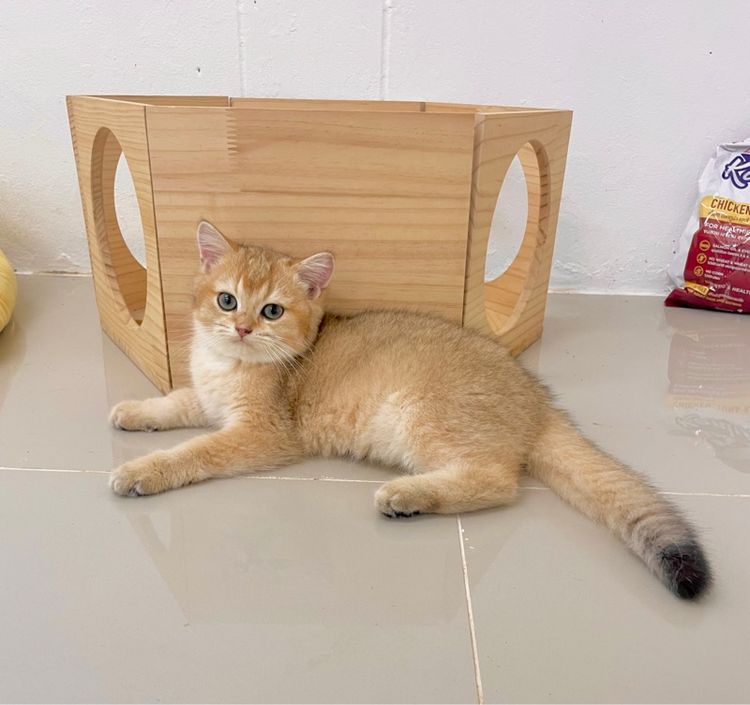 British Shothair Male 3 months รูปที่ 12