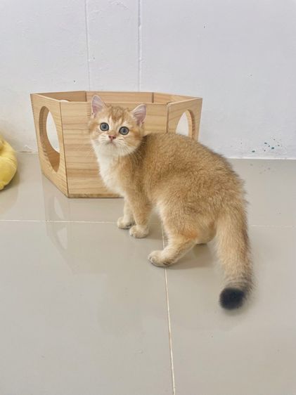 British Shothair Male 3 months รูปที่ 4