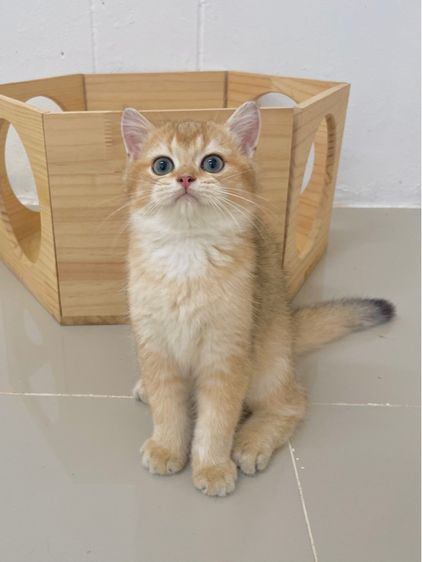 บริติช ชอร์ตแฮร์ (British Shorthair) British Shothair Male 3 months