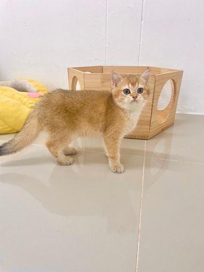 British Shothair Male 3 months รูปที่ 6