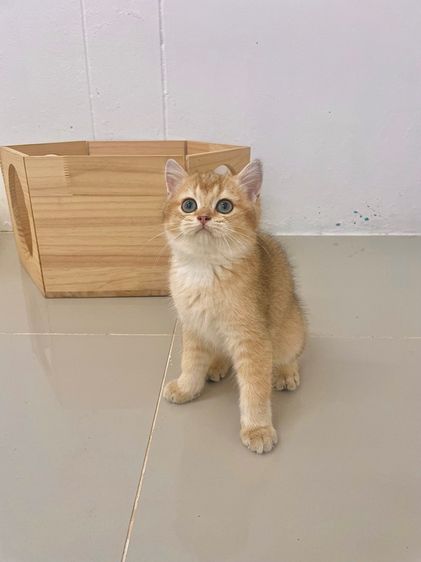 British Shothair Male 3 months รูปที่ 5