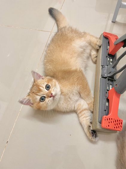 British Shothair Male 3 months รูปที่ 10