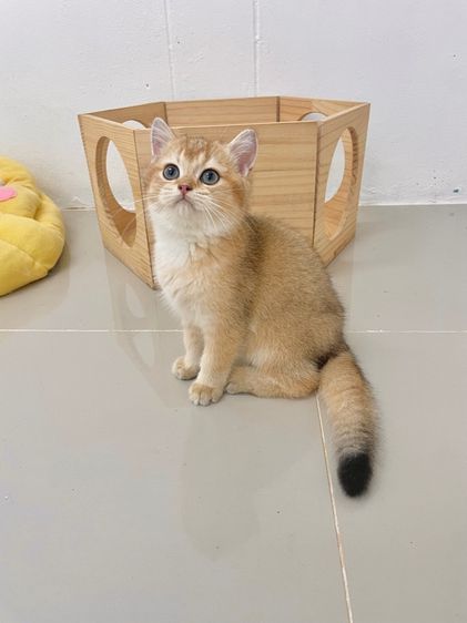 British Shothair Male 3 months รูปที่ 8