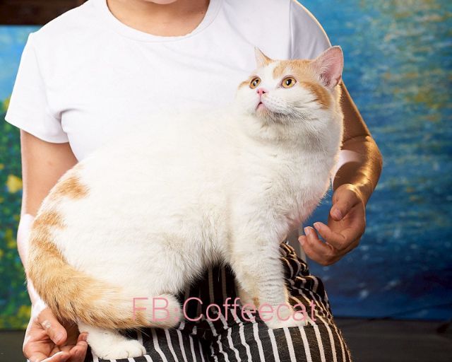 แมวสายพันธุ์ บริติชช็อตแฮร์WCF(ช.ลดประชากรแมวโต) รูปที่ 5