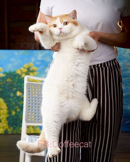 แมวสายพันธุ์ บริติชช็อตแฮร์WCF(ช.ลดประชากรแมวโต) รูปที่ 3