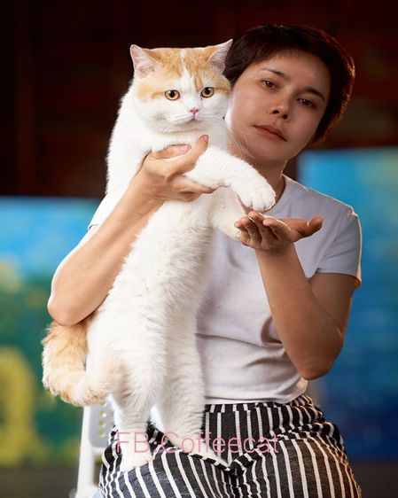 แมวสายพันธุ์ บริติชช็อตแฮร์WCF(ช.ลดประชากรแมวโต) รูปที่ 2